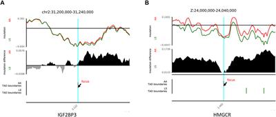 Chromatin Interaction Responds to Breast Muscle Development and Intramuscular Fat Deposition Between Chinese Indigenous Chicken and Fast-Growing Broiler